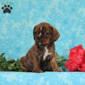 Snickers, Boston Terrier Mix Puppy